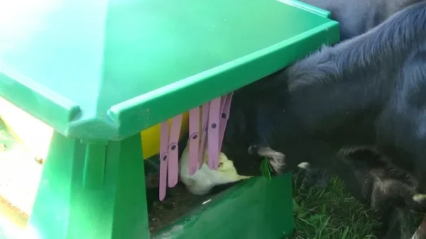 Quad Feeder - Image 6