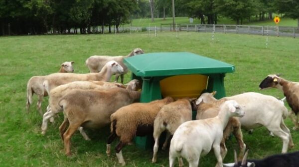 Quad Feeder - Image 8