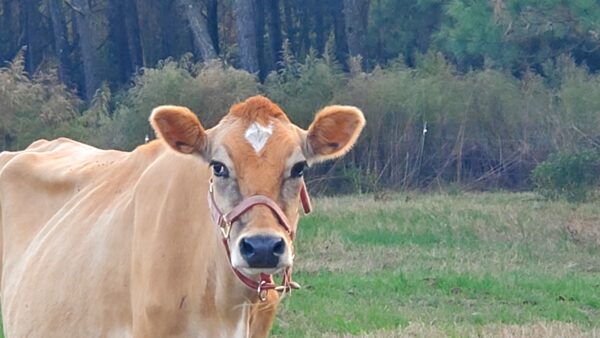 Aterak Dairy Blend