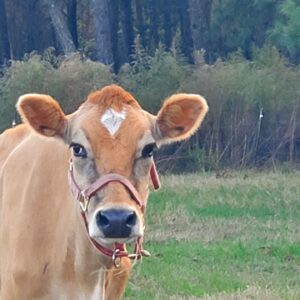 Aterak Dairy Blend