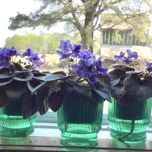 African Violets