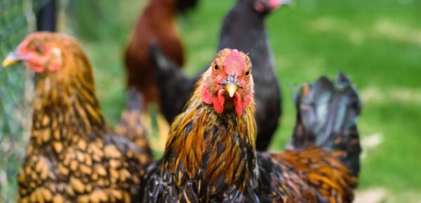 Aterak Chicken Layer Hen